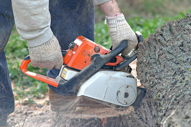 Best Fruit Tree Pruning  in Bell Acres, PA