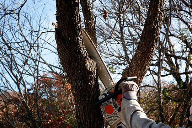 How Our Tree Care Process Works  in  Bell Acres, PA