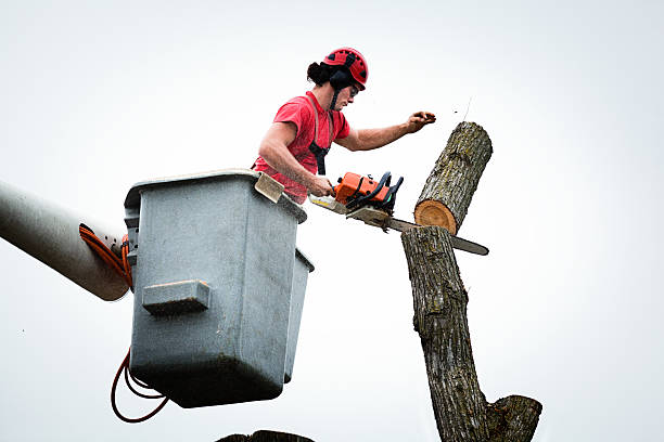 Best Tree Disease Treatment  in Bell Acres, PA